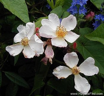 'Kathleen (hybrid Musk, Pemberton 1922)' rose photo