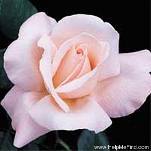 'The Oregonian' rose photo