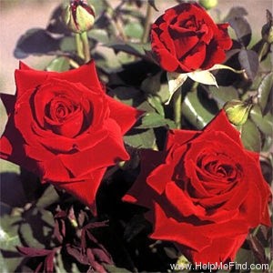'Duftzauber (hybrid tea, Kordes before 1983)' rose photo