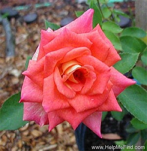 'Citrus Candy' rose photo