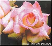 'Perfecta (hybrid tea, Kordes, 1957)' rose photo
