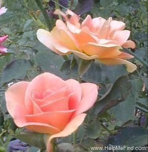 'Apricot Passion ™' rose photo