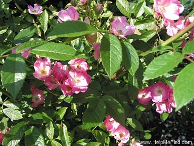 'Frisson Frais' rose photo