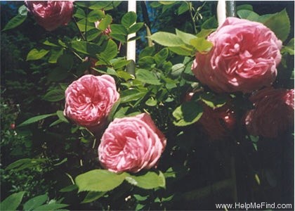 'Proud Bride ®' rose photo