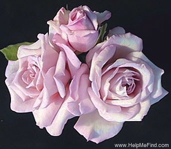 'Lady X' rose photo