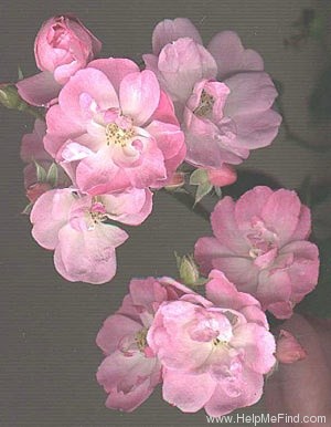 'Pink Cluster (Hybrid Musk, Harris, 1997)' rose photo