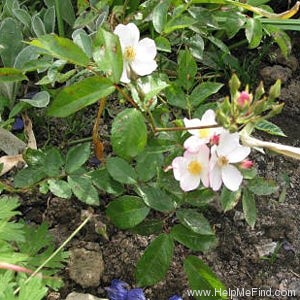 'Silver River' rose photo