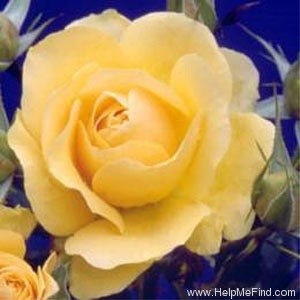 'Atco Royale' rose photo