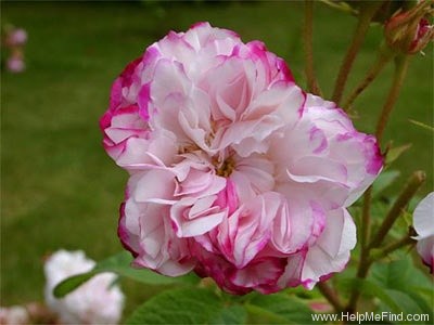 'Léda (damask, Unknown before 1818)' rose photo
