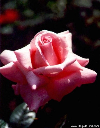 'Gerda Hnatyshn' rose photo