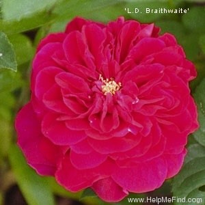 'Leonard Dudley Braithwaite ®' rose photo