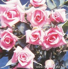 'Leslie (miniature, Bennett 1997)' rose photo