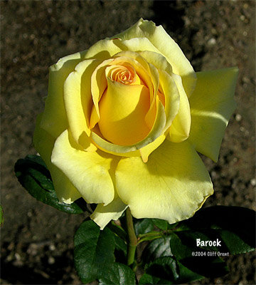 'Barock (hybrid tea, Evers/Tantau, 1990)' rose photo