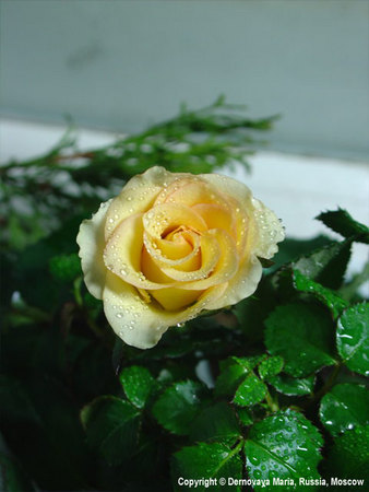 'Goldy Kordana ™' rose photo