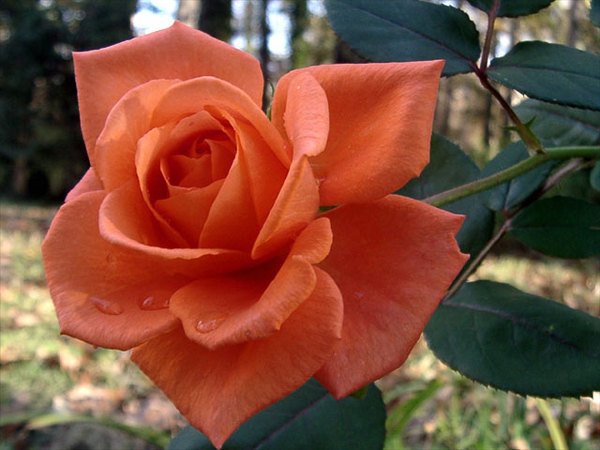 'Shreveport ™' rose photo