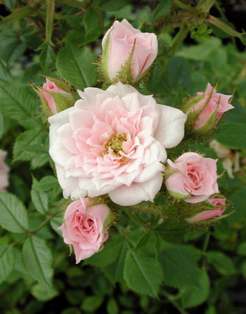 'Connie Lohn' rose photo