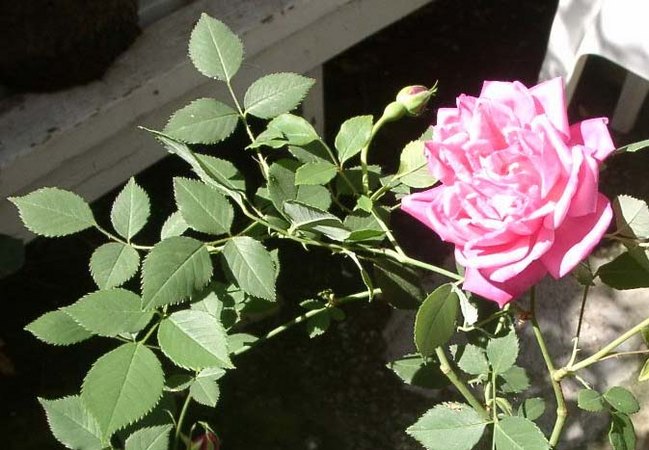 'Grandmom Schmidt' rose photo