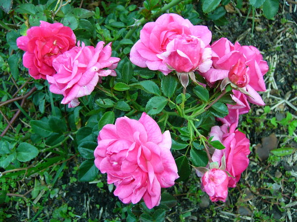 'Palmengarten Frankfurt ™' rose photo