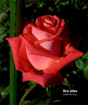 'Vera Johns ® (grandiflora, Kordes, 1977)' rose photo