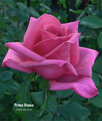 'Prima Donna ™ (grandiflora, Shirakawa 1984)' rose photo