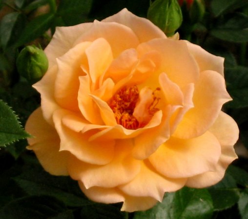 'What a Peach ™' rose photo