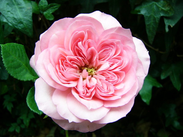 'Leonardo da Vinci ® (Floribunda, Meilland, 1993)' rose photo