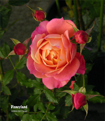 'Disneyland Rose ®' rose photo