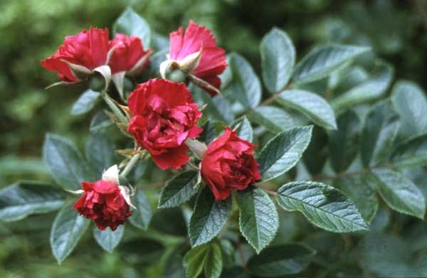'Signe Relander' rose photo