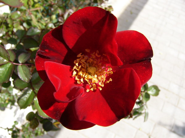 'Tour Eiffel 2000 ® (climber, Delbard, 1998)' rose photo