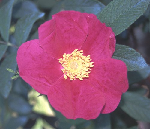 'Calocarpa' rose photo