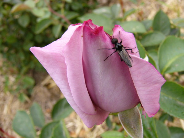 'Sissi ®' rose photo