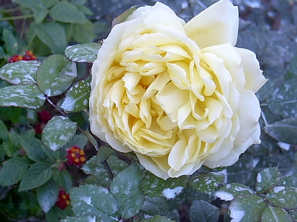 'Toulouse-Lautrec ®' rose photo