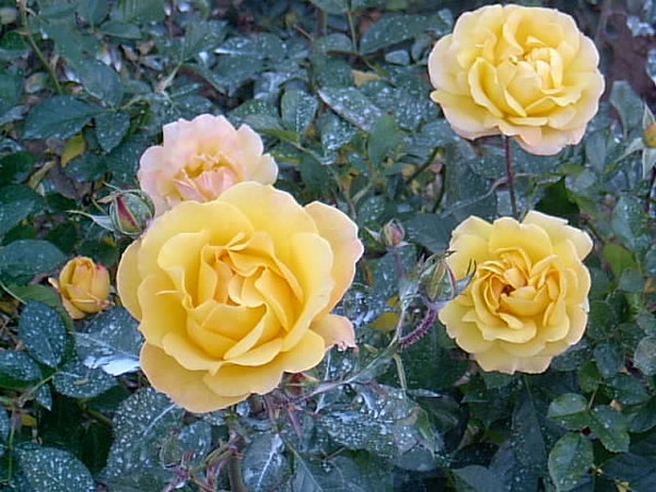 'Goldmarie (floribunda, Kordes, 1982)' rose photo