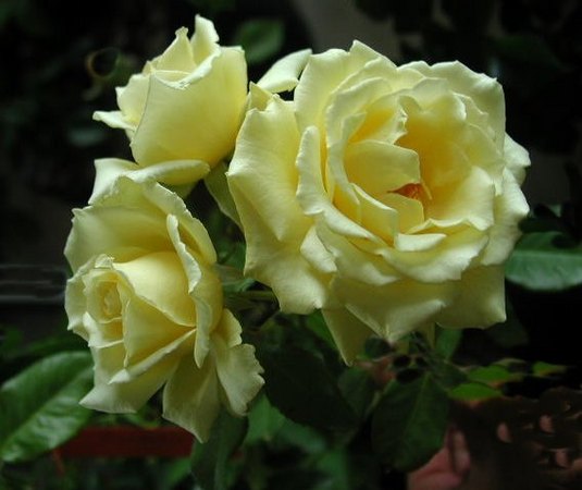 'Hopie Girl' rose photo