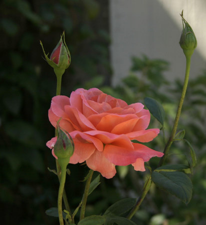 'Maria Stern' rose photo