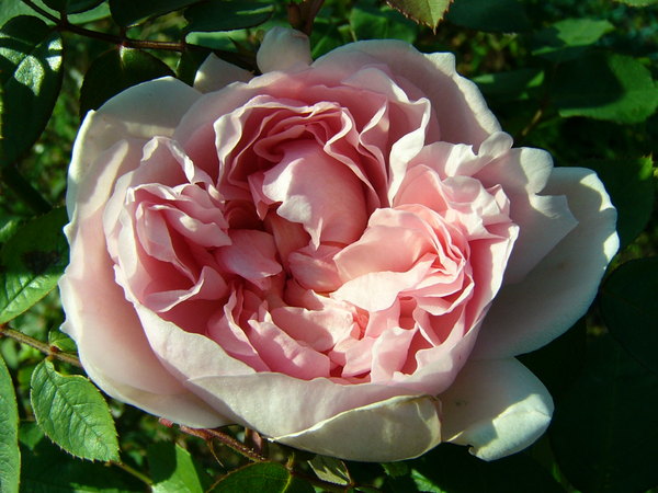 'Eglantyne' rose photo