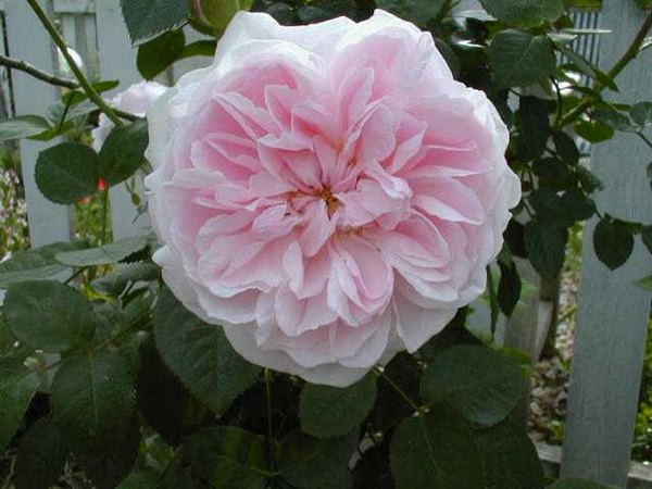 'Emily (shrub, Austin, 1992)' rose photo