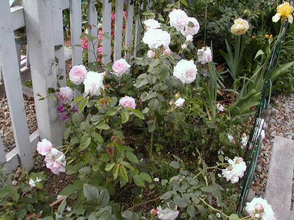 'Emily (shrub, Austin, 1992)' rose photo