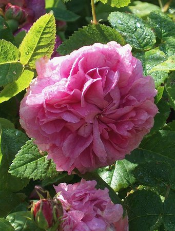 'Duchesse de Rohan (damask perpetual, Lévêque, 1847)' rose photo