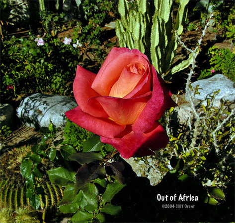 'Out of Africa' rose photo