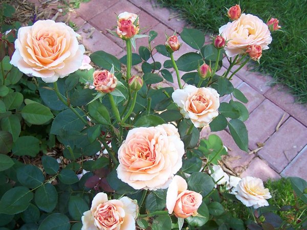 'Tamora (shrub, Austin, 1983)' rose photo