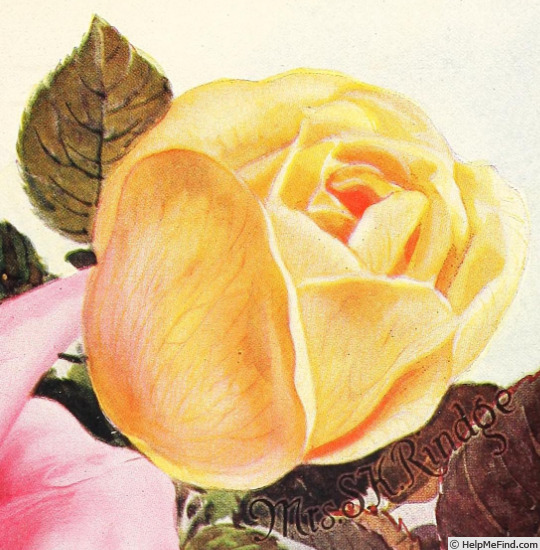 'Mrs. S. K. Rindge' rose photo