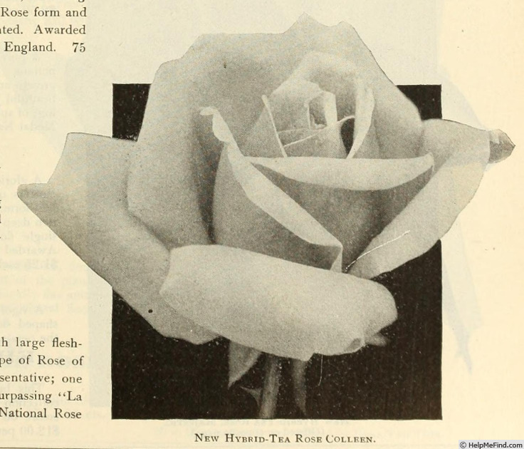 'Colleen (hybrid tea, McGredy, 1914)' rose photo