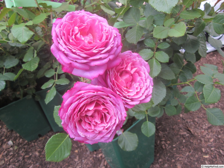 'La Clé de la Rose ®' rose photo