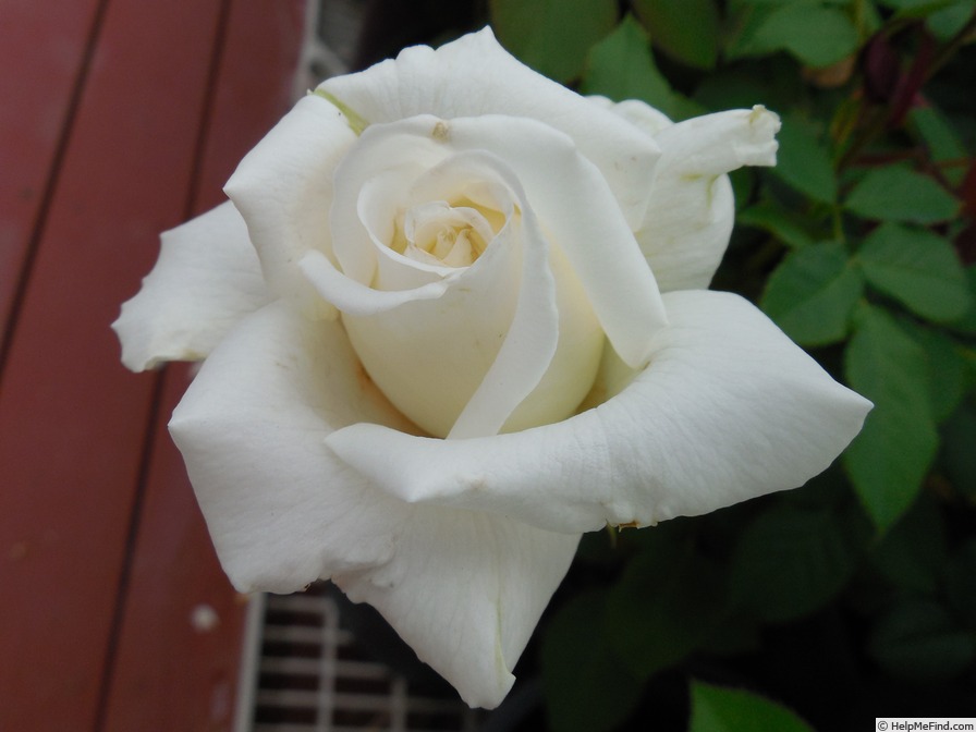 'Pope John Paul II ™ (Hybrid Tea, Zary, 2006)' rose photo