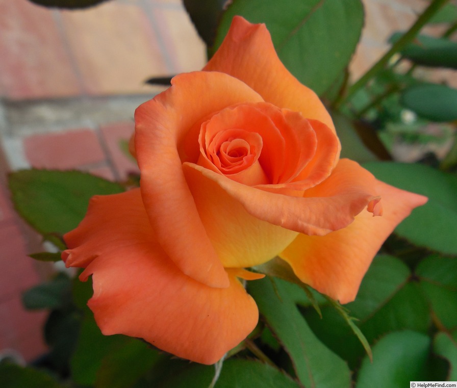 'Caribbean ™' rose photo
