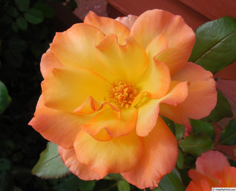 'Tropical Sun (floribunda, Jackson & Perkins 2012' rose photo
