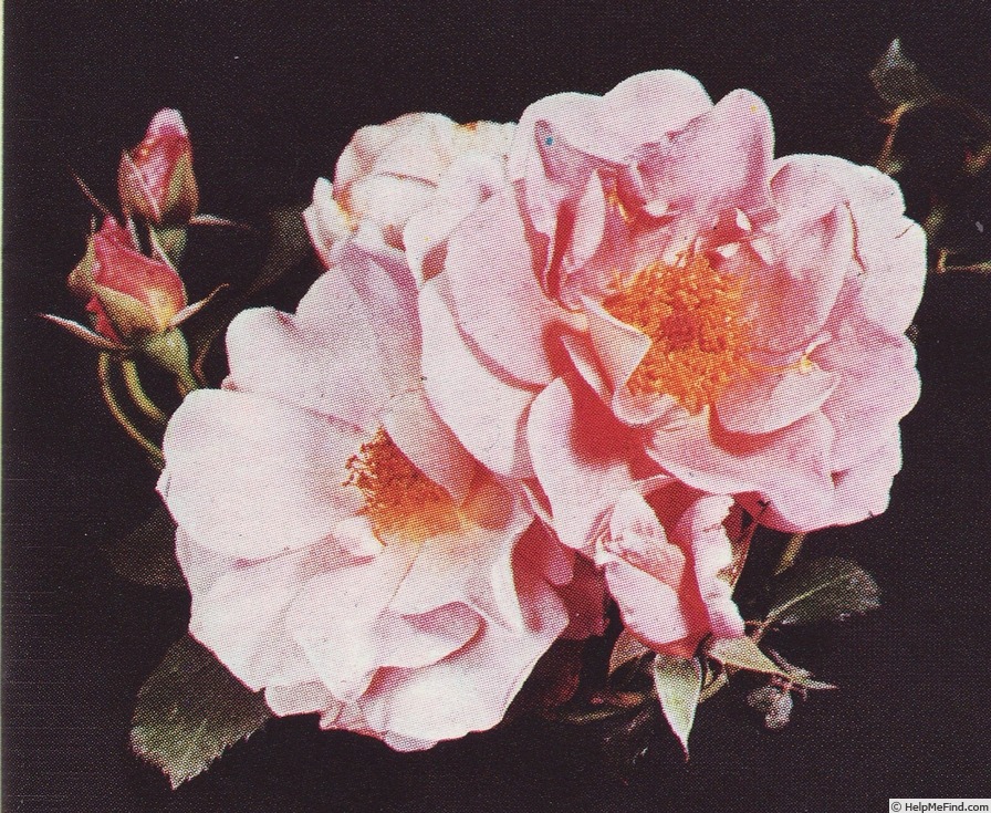 'Canterbury (shrub, Austin, 1969)' rose photo