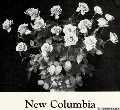 'New Columbia' rose photo