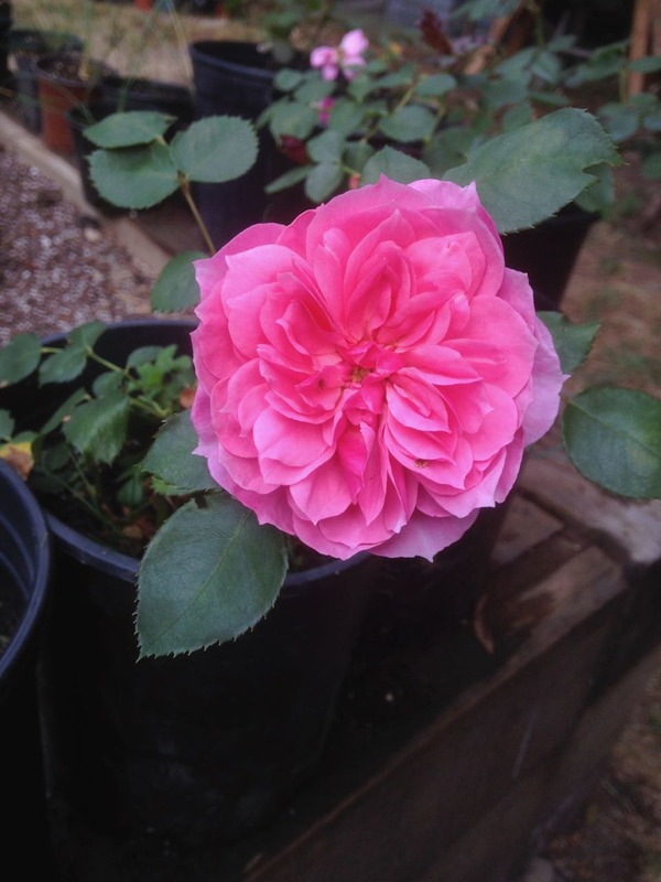 'EagoBoni3' rose photo
